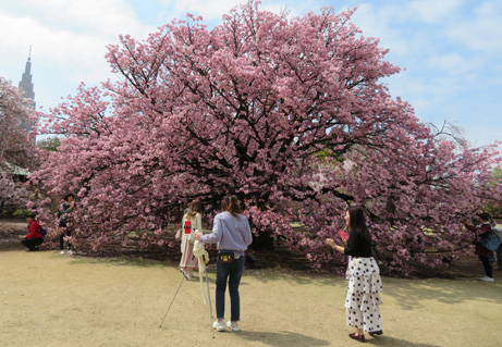 優しく揺れる大輪の桜 タイハク : 新宿御苑 | 一般財団法人国民公園協会